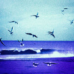 AVES thumbnail 1