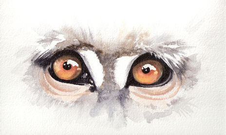 ojos