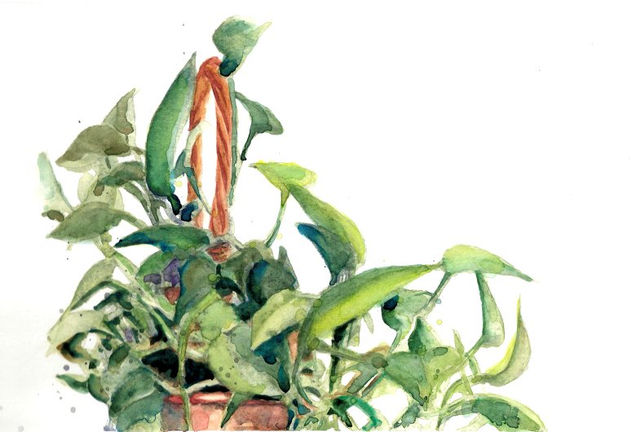 pothos