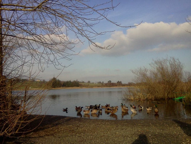 Ducks at Lough Gowna Nature Color (Digital)