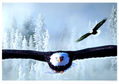AGUILAS