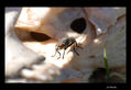 mosca