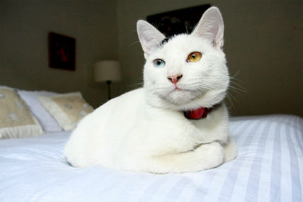 Mi Gato Cirilo