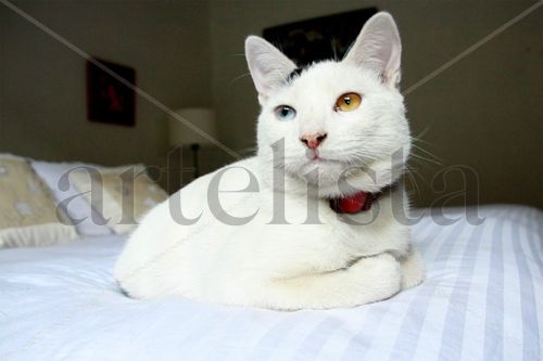 Mi Gato Cirilo