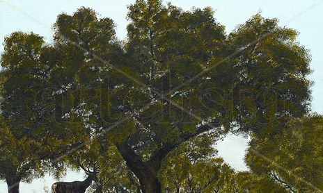 caza y naturaleza