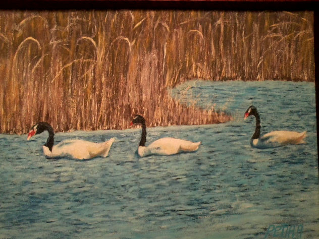 Cisnes en laguna Frutillar