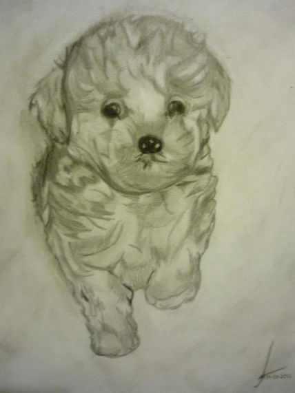 Perro