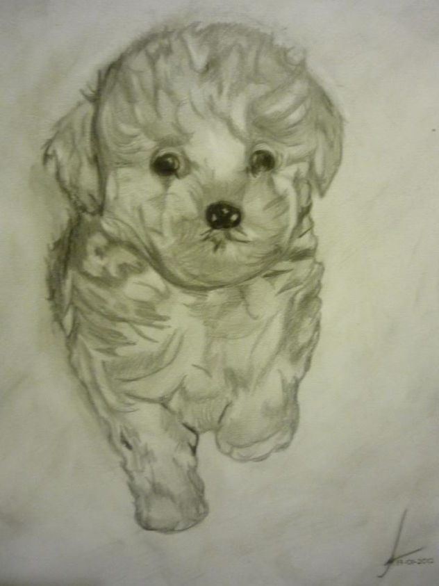 Perro