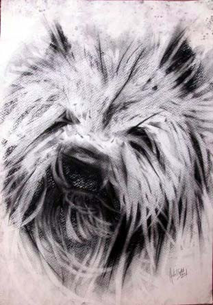 de la serie amorfis canis Charcoal