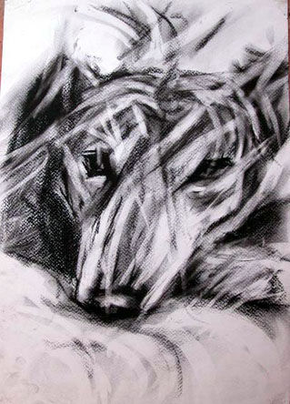 de la serie amorfis canis Charcoal