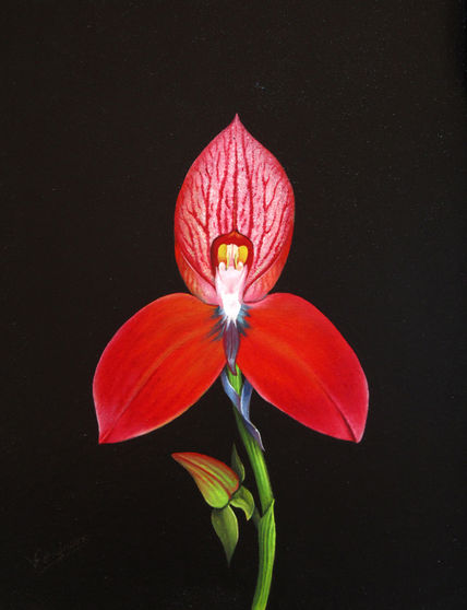 23-orquidea
