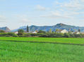 CAMPO DE ALFALFA