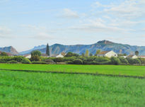 Campo de alfalfa