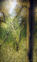 BOSQUE DE HAYAS