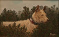 Podenco