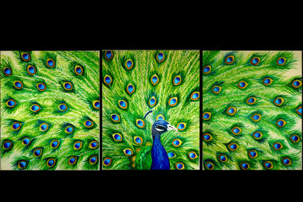 Pavo real