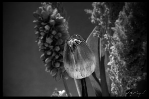 Flor de Madera Still lifes Black and White (Digital)