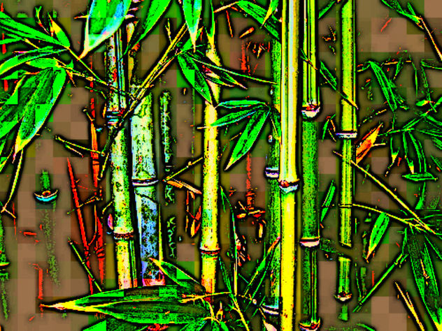SELVA DE BAMBU