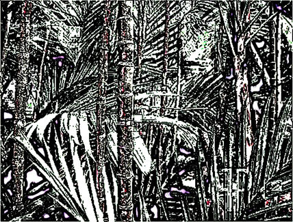 Selva de bambu gris