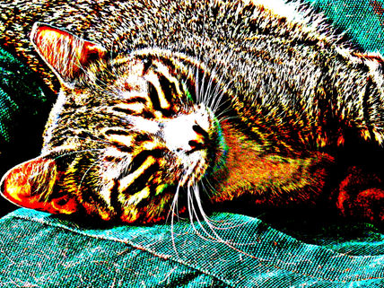 Mi gata atigrada