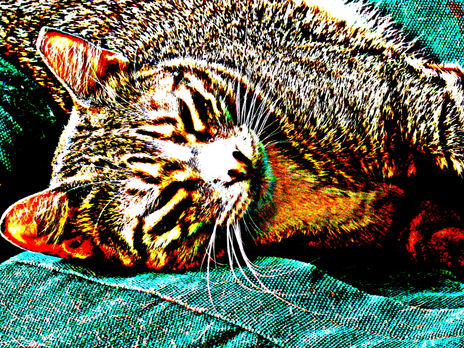 Mi gata atigrada