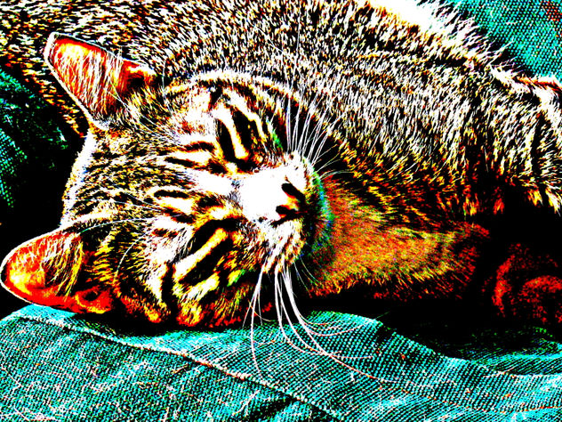 MI GATA ATIGRADA