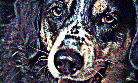 FAUNA