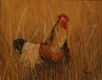 Gallo entre hiervas