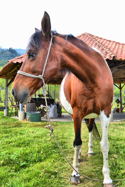 Caballito