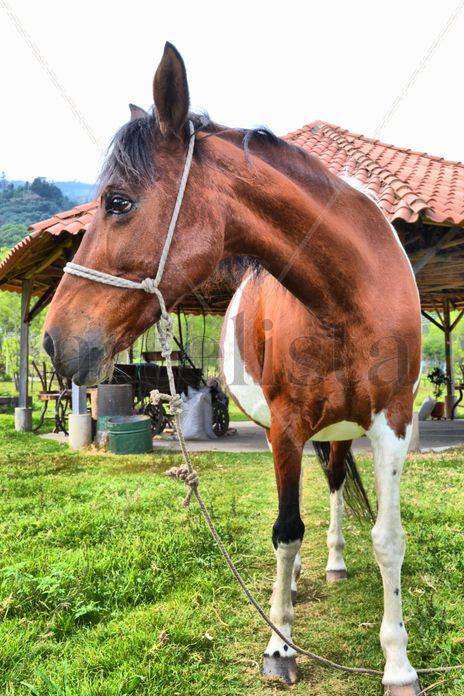 Caballito