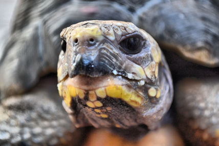 Tortuga