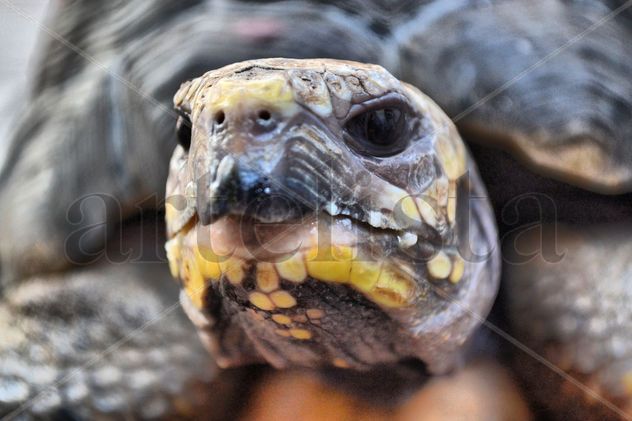 TORTUGA