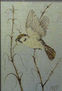 Pájaros II: Gorrión Molinero
