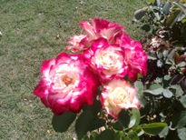 Rosas bicolor