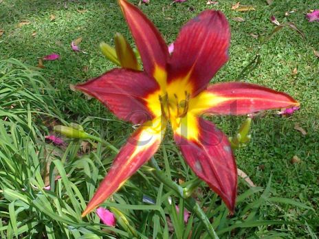 Lilium
