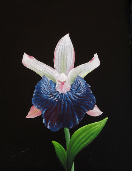 24-orquídea