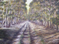 Avenida de eucaliptus