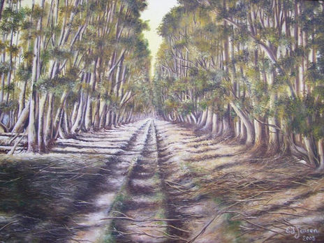 Avenida de eucaliptus