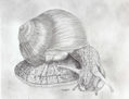 caracol