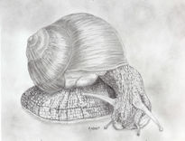 Caracol