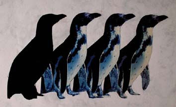 El pingüino negro Others Card Animals