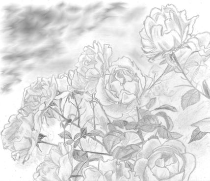 Jardín de rosas