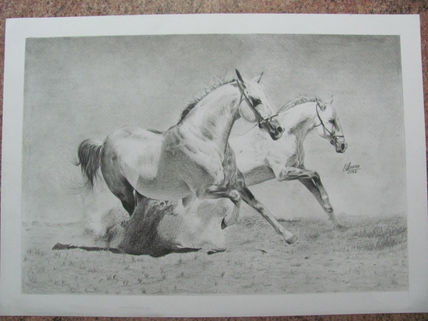Caballos corriendo