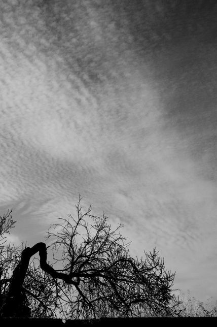 El árbol atormentado