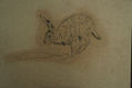 dibujo a grafito