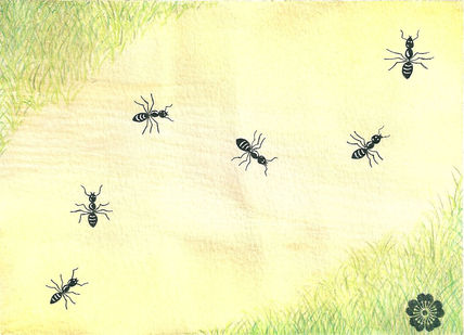 Camino de hormigas.