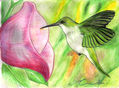 colibri