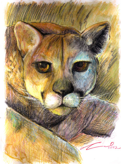 puma Acuarela Papel Animales