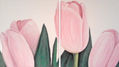 tulipanes 01