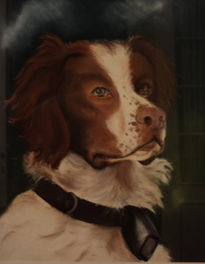 Springer Spaniel